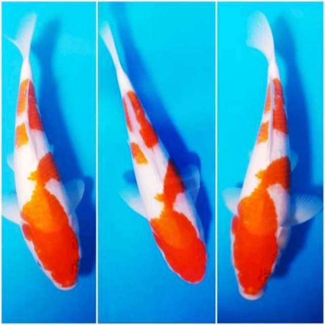 Kohaku 33cm