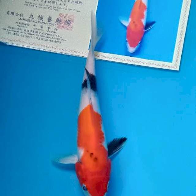 Showa import marusei