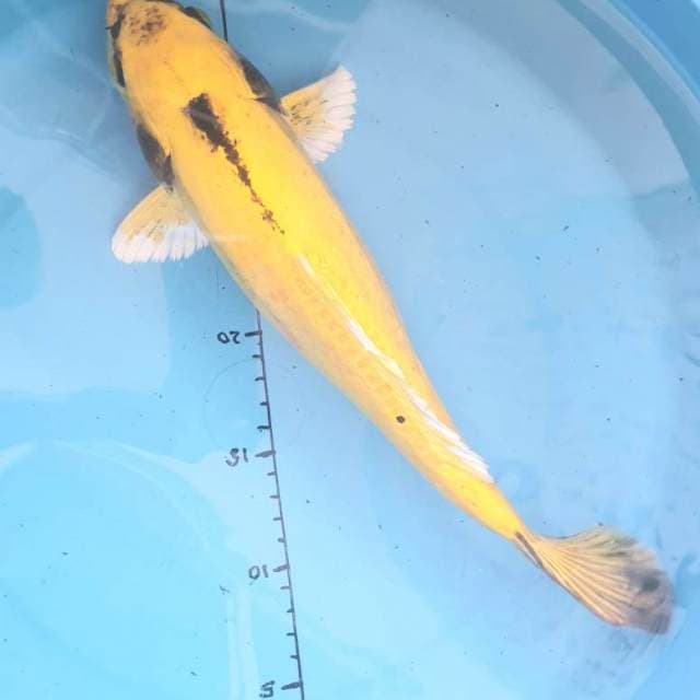 Domas 33cm