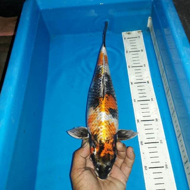 Gin showa koleksi antik