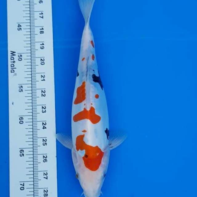 DOITSU SHOWA 32CM