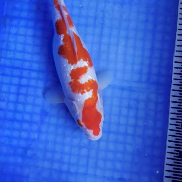 kohaku inazuma female