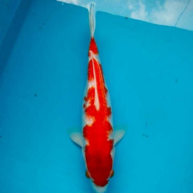 Kohaku ginrin