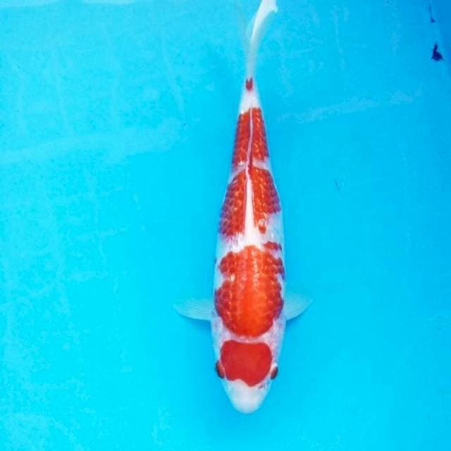 Kohaku maruten ginrin