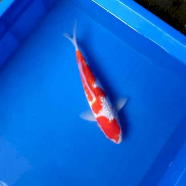 Kohaku gindrin