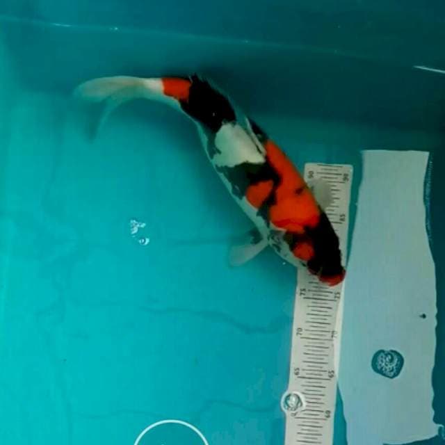 Showa doitsu 43cm