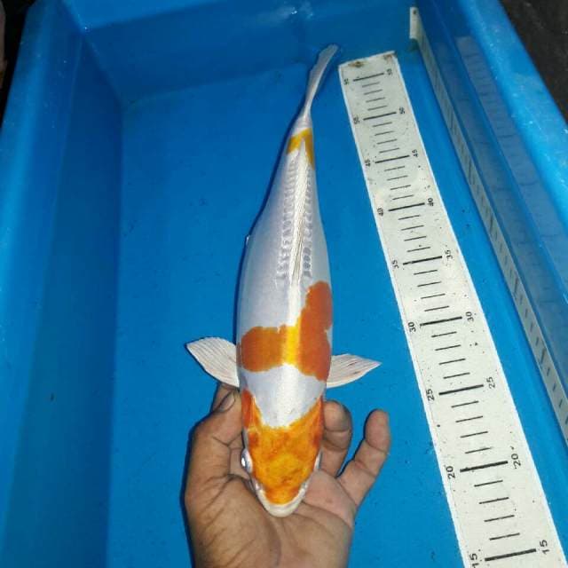 Hariwake doitshu