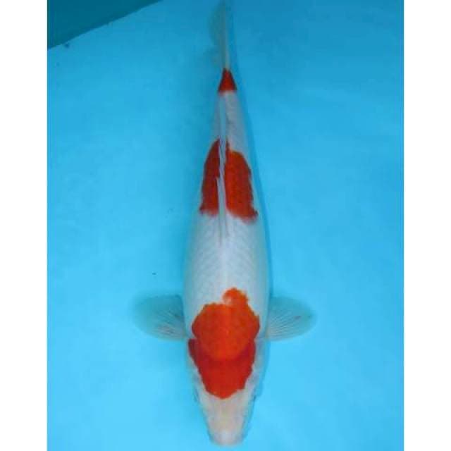 SANDAN KOHAKU 34 CM FEMALE