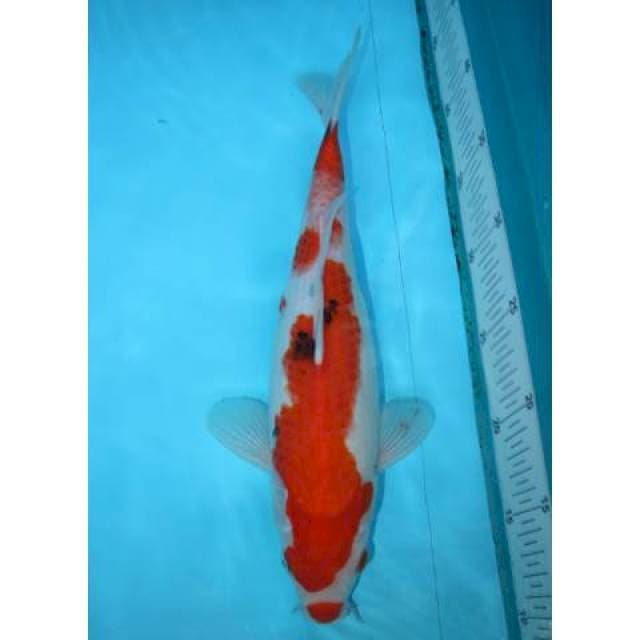 SANKE KUCHIBENI 34 CM FEMALE
