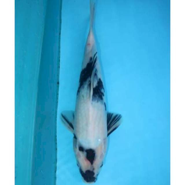 SHIRO FEMALE 31 CM