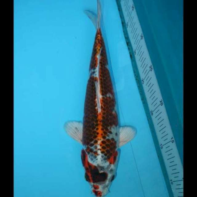 KUJAKU 30 CM MALE