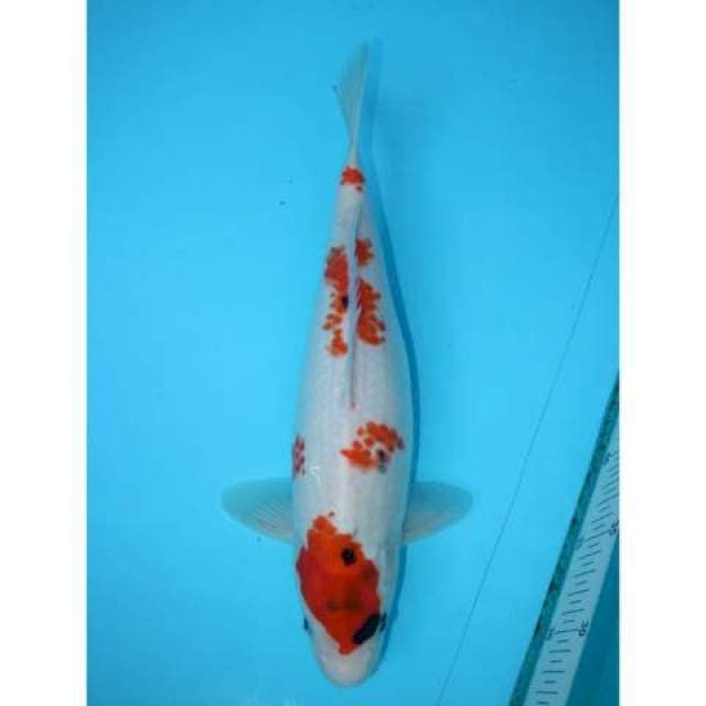 KINDAI SHOWA 35 CM FEMALE
