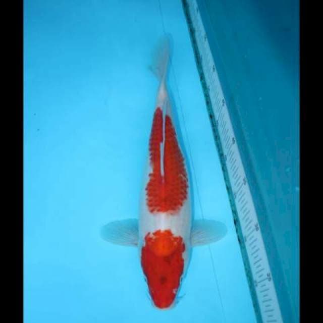 NINDAN KOHAKU 33 CM FEMALE