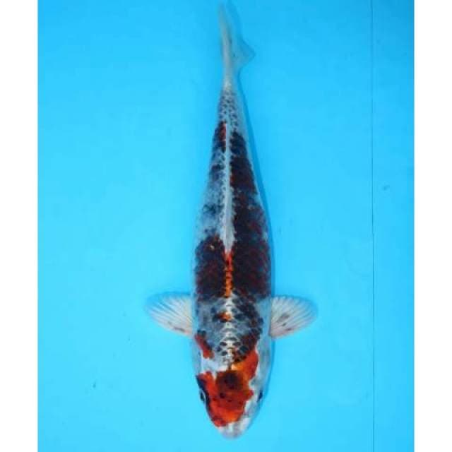 KUJAKU 32 CM FEMALE