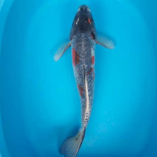39 cm kiko