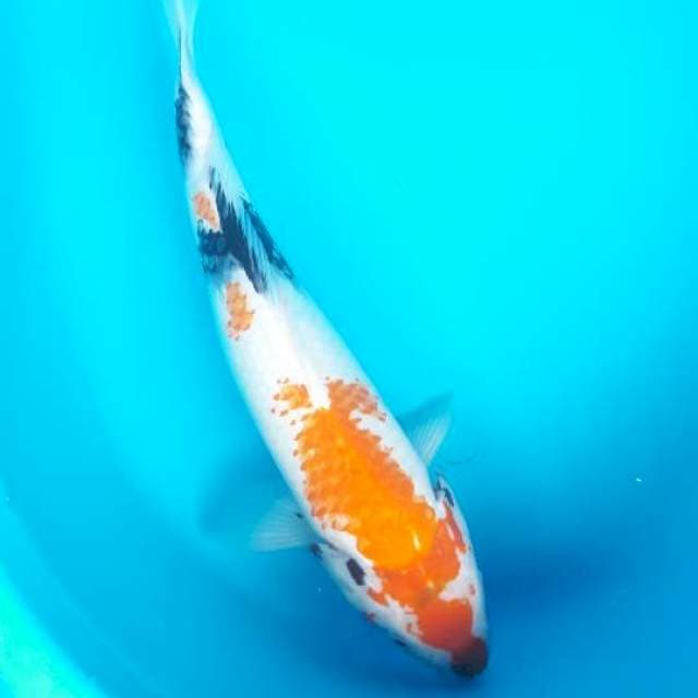 36 cm showa