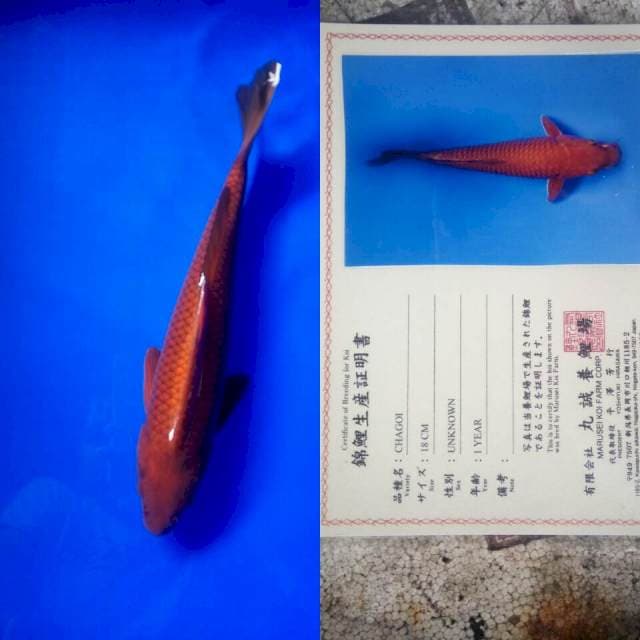 Cagoi import marusei