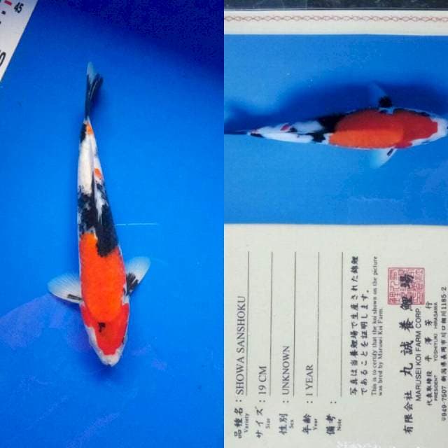 Showa import marusei