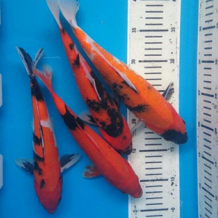 Mix utsuri