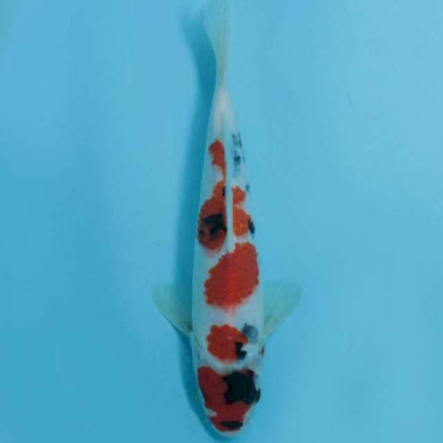 Kindai shoa original 25bu male