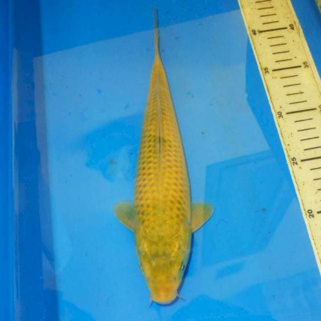MIDORIGOI JINAK