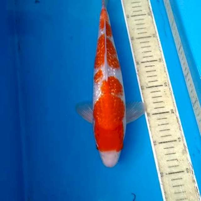 KINGIRIN KOHAKU