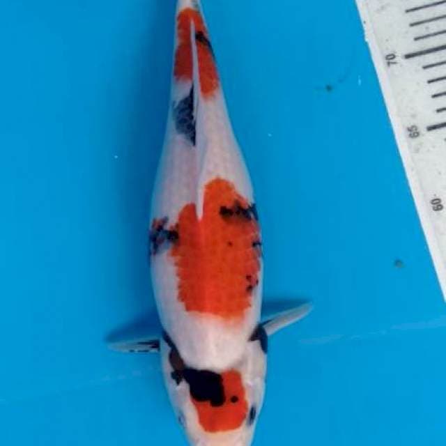 Kindai showa kwalitas 35cm