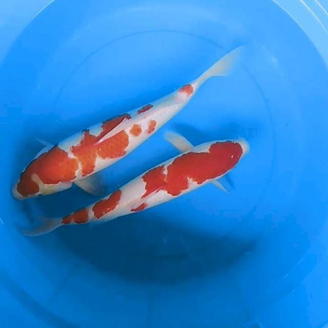 Duo Kohaku jantan 34 & 37cn
