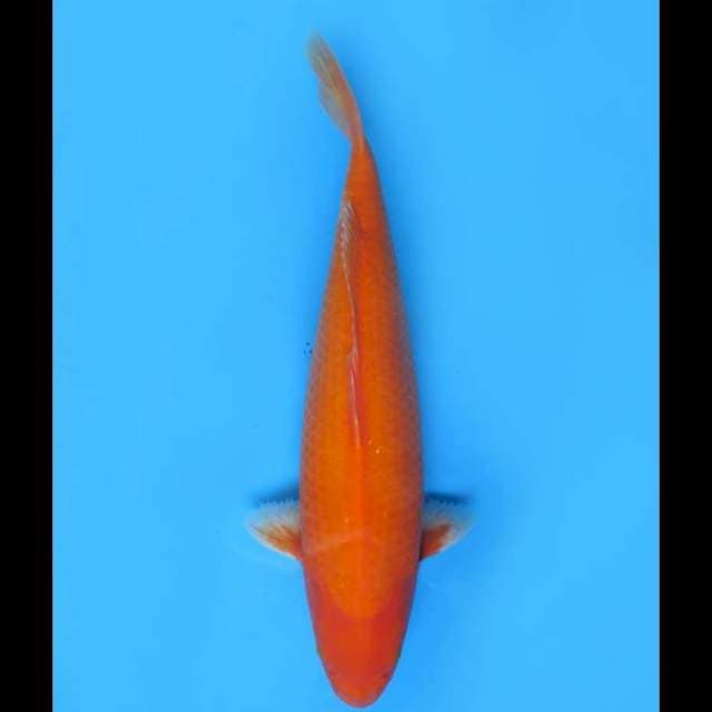 Jumbo Aka Hajiro - 47cm