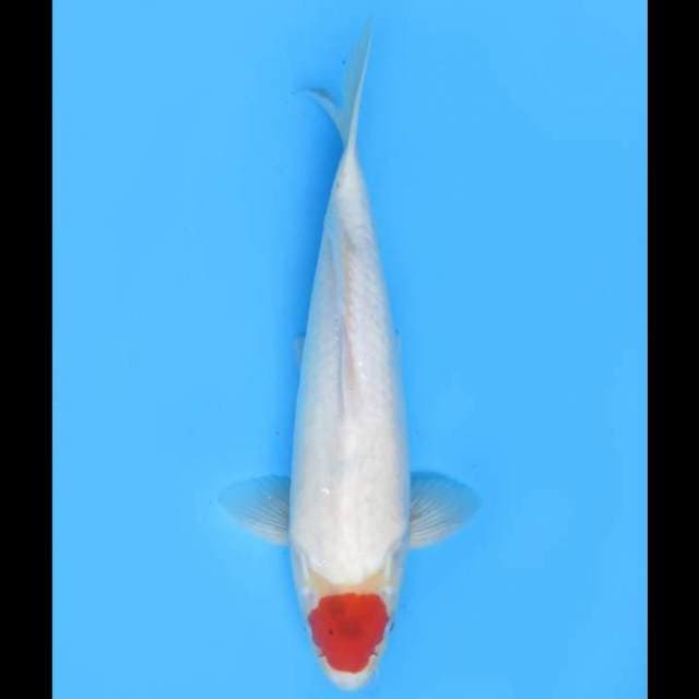 Tancho Original - 37cm