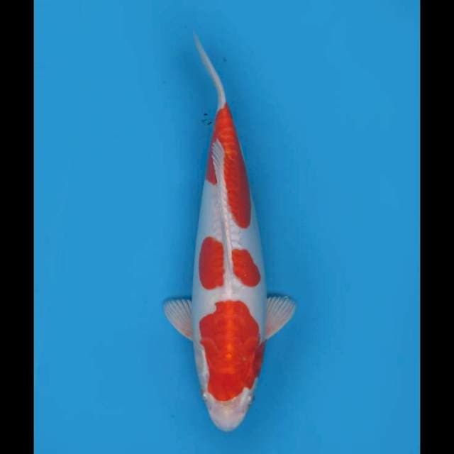 Hariwake Sandan Original - 37cm