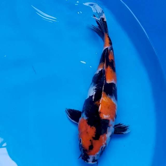 Showa 37cm