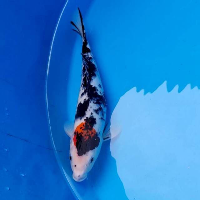 Tancho Showa 34cm