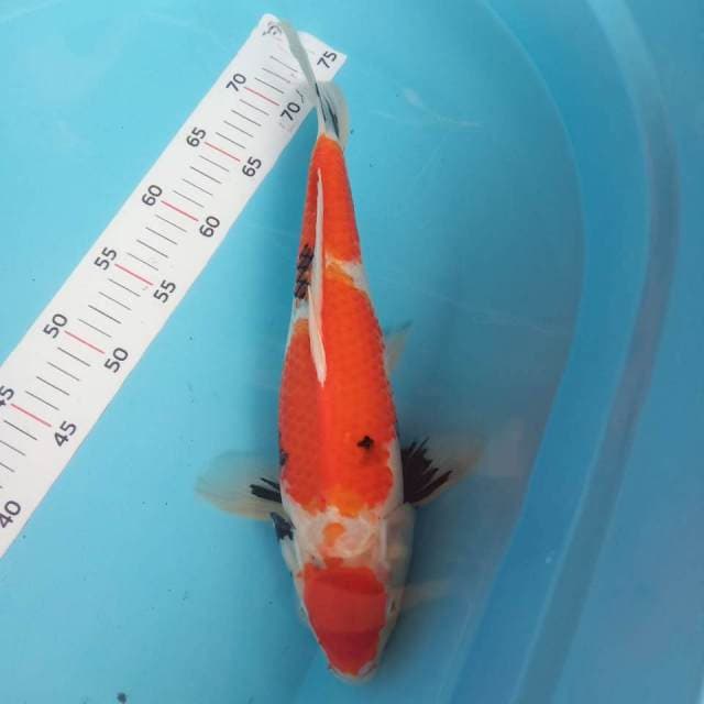 Showa 37cm