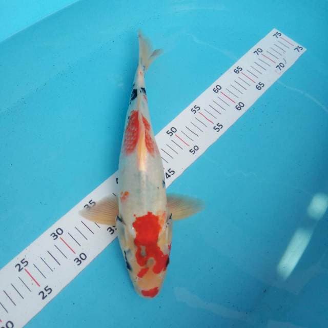 Showa 37cm
