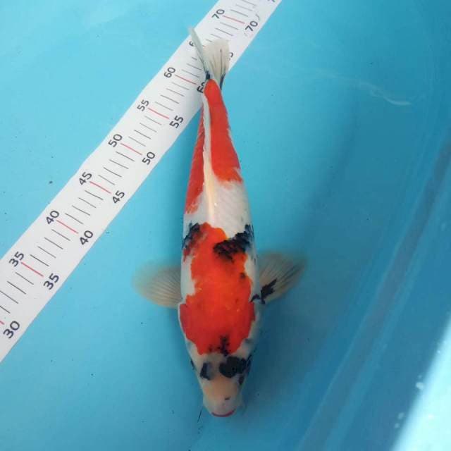 Showa 37cm