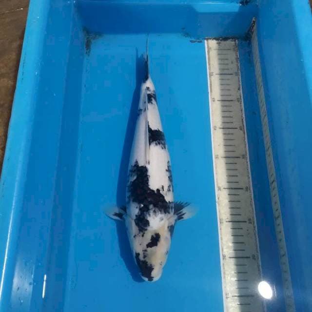 Shiro38cm