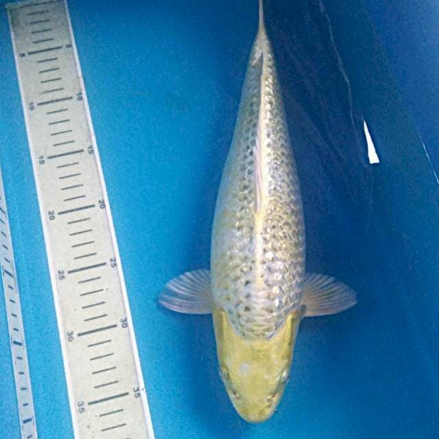 Hariwake Ginrin Bulky 37 cm