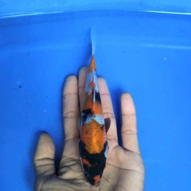 Showa 16 cm
