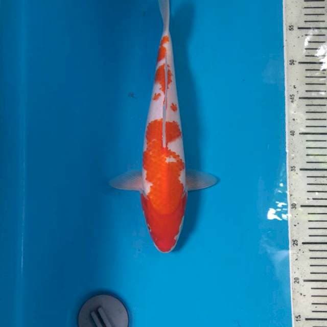Menkaburi Kohaku 35cm (M)