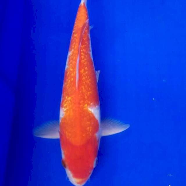 Kohaku