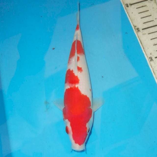KOHAKU RED DEVIL