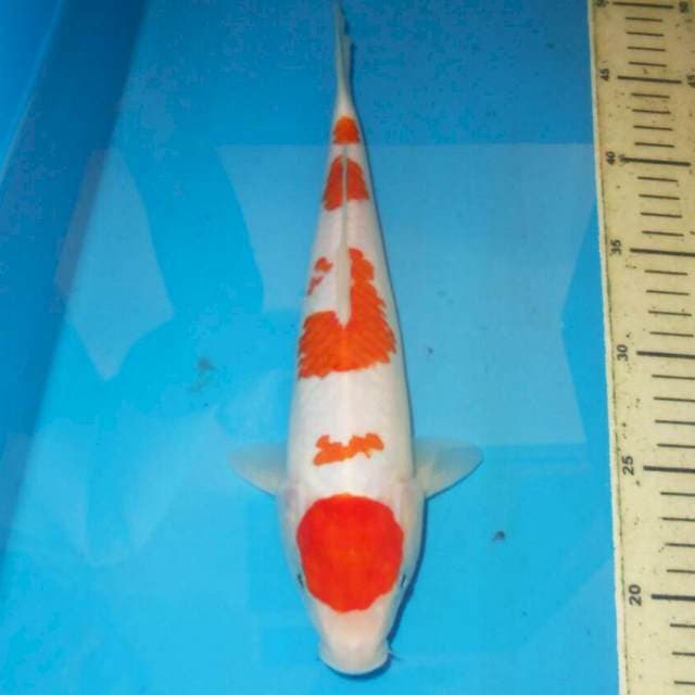 KOHAKU