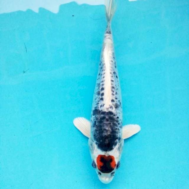 tancho ori