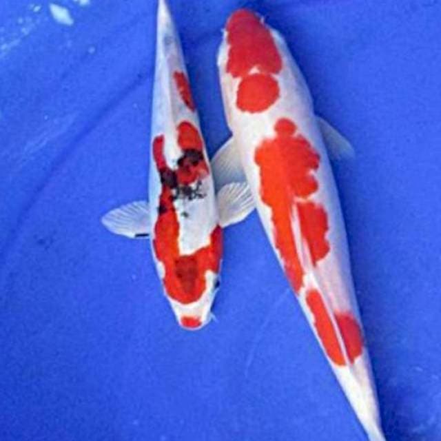 Yamato nishiki