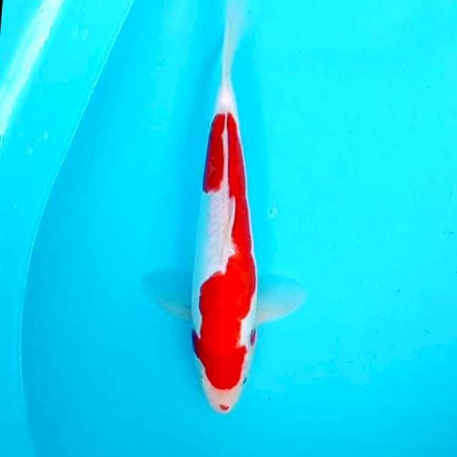 3. Kucibeni Doitsu Kohaku || 30 cm