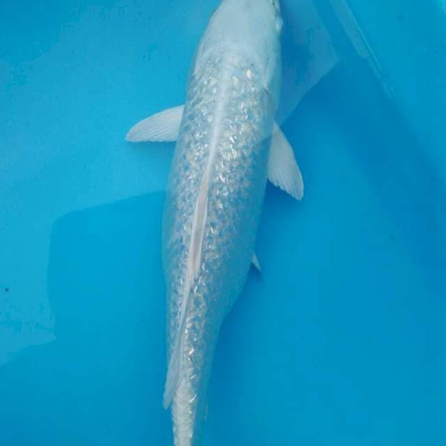Platinum gindripul 27 cm