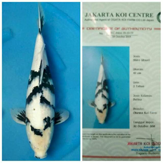 Okawa Jumbo Female Shiro