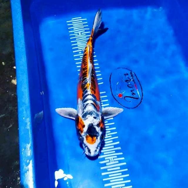 Kikko 34 cm fm