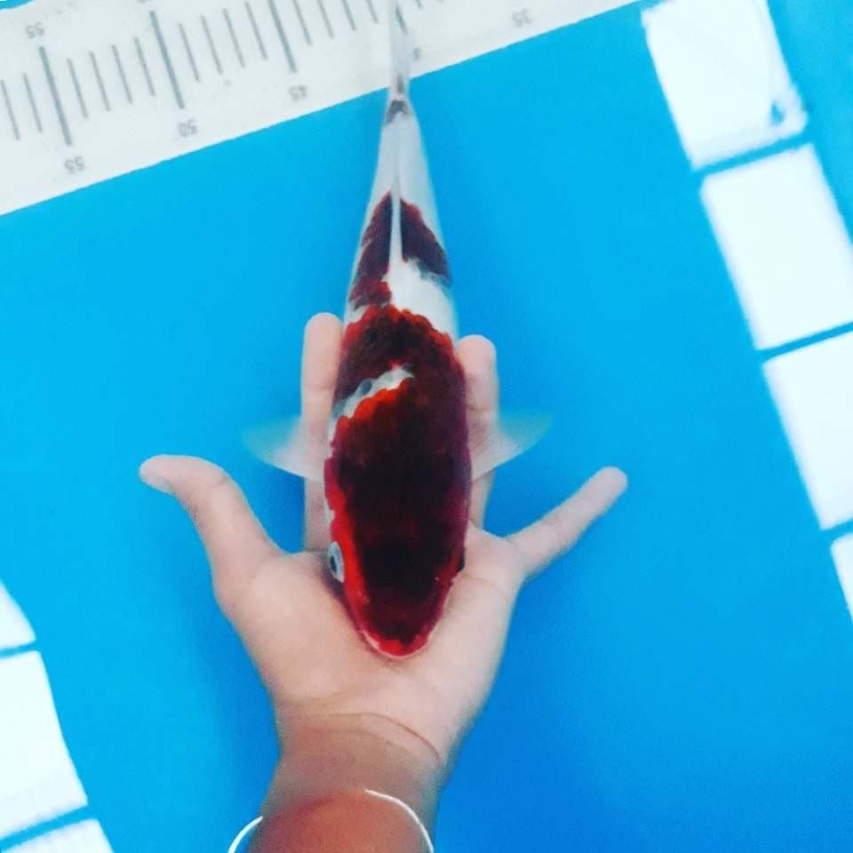 Ai Goromo (25cm)
